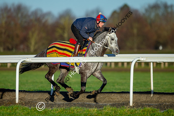 Newmarket Gallops