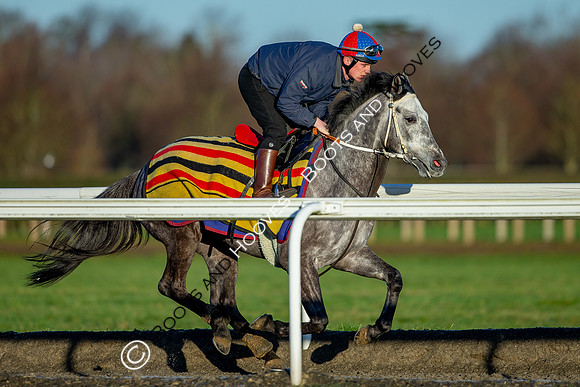 Newmarket Gallops