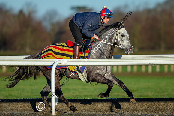 Newmarket Gallops
