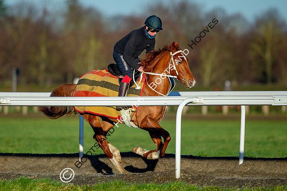Newmarket Gallops