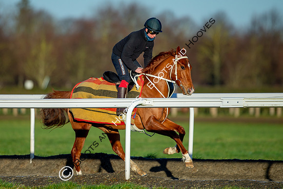 Newmarket Gallops