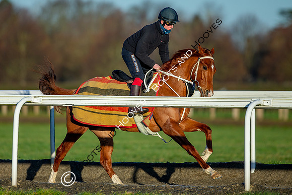 Newmarket Gallops