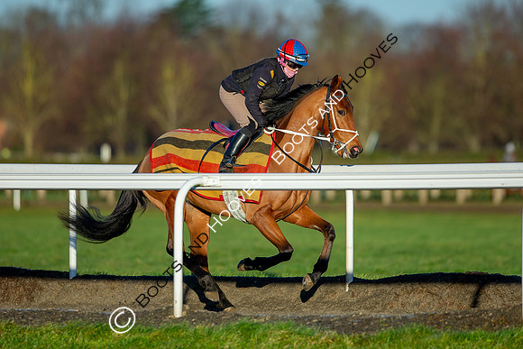 Newmarket Gallops