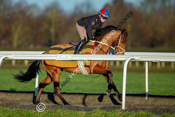 Newmarket Gallops
