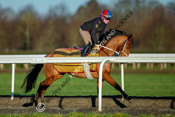 Newmarket Gallops