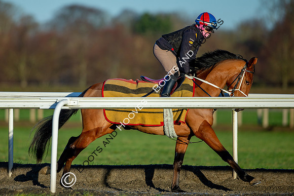 Newmarket Gallops