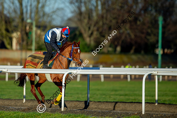 Newmarket Gallops
