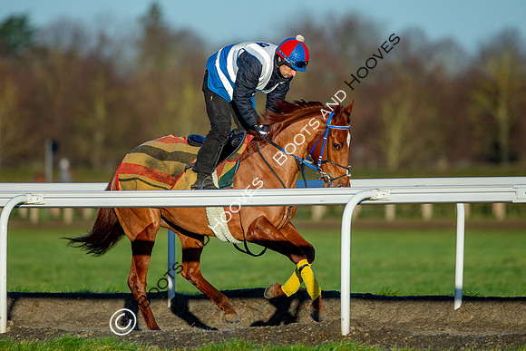 Newmarket Gallops