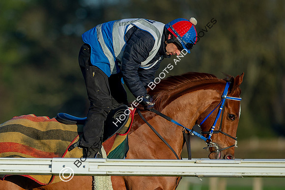 Newmarket Gallops