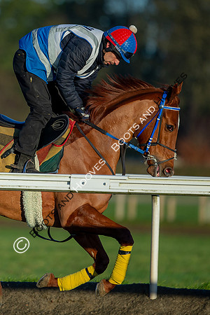 Newmarket Gallops