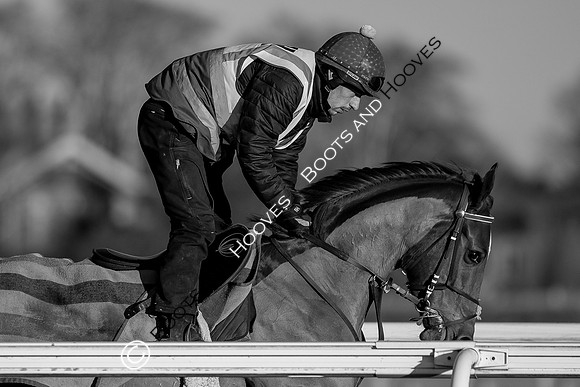 Newmarket Gallops
