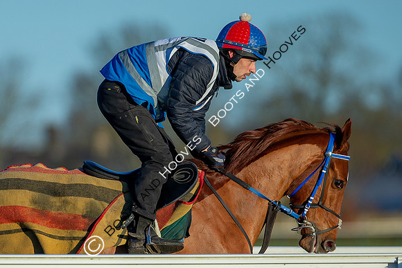 Newmarket Gallops
