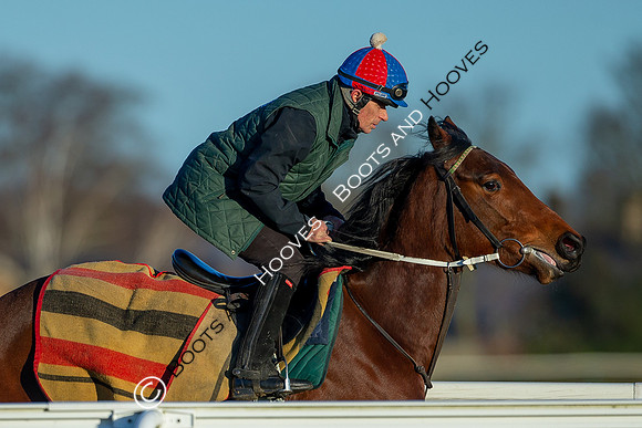 Newmarket Gallops