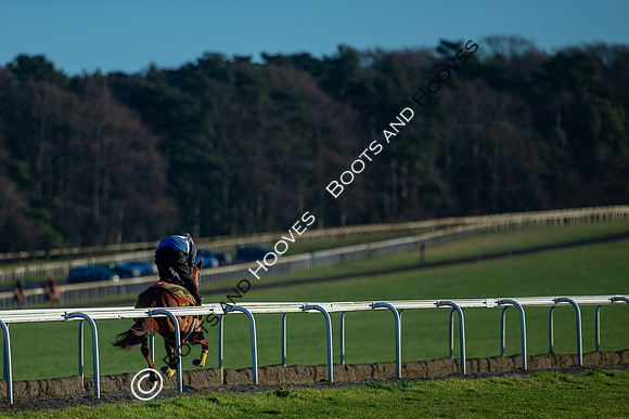Newmarket Gallops
