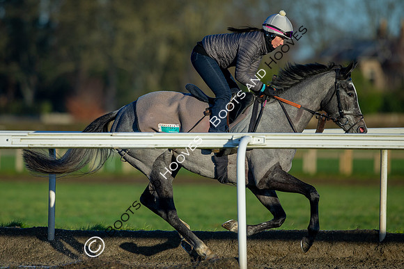 Newmarket Gallops