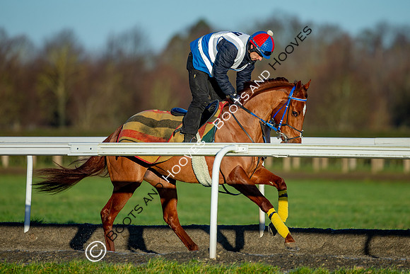 Newmarket Gallops