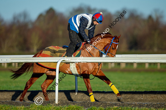 Newmarket Gallops
