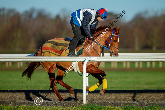 Newmarket Gallops