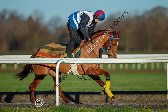 Newmarket Gallops