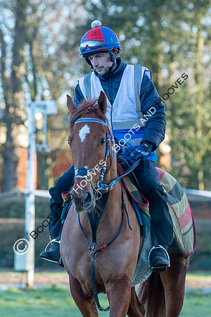 Newmarket Gallops