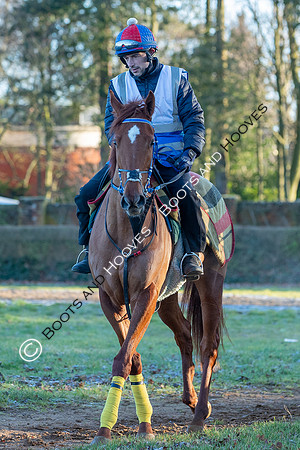 Newmarket Gallops