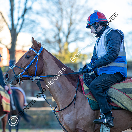 Newmarket Gallops