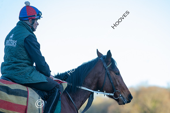 Newmarket Gallops