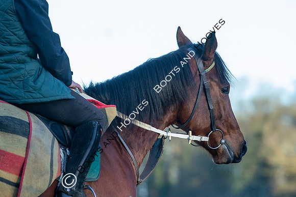 Newmarket Gallops