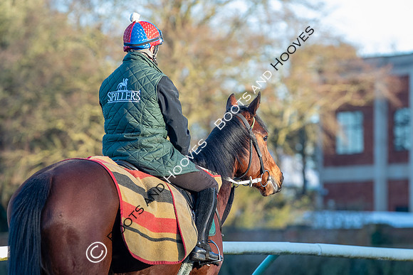 Newmarket Gallops