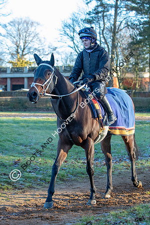 Newmarket Gallops