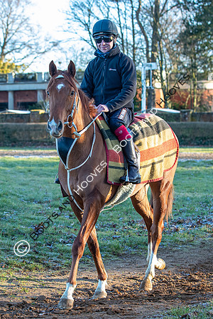 Newmarket Gallops