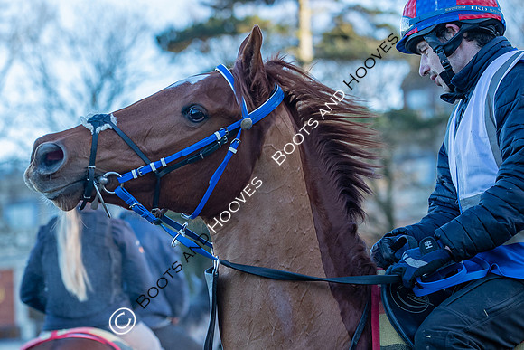 Newmarket Gallops
