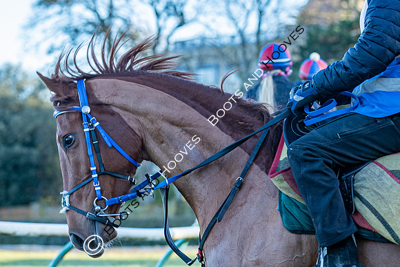 Newmarket Gallops