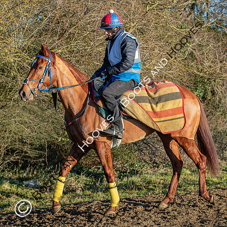 Newmarket Gallops