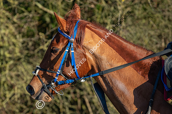 Newmarket Gallops