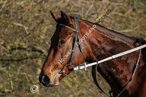 Newmarket Gallops