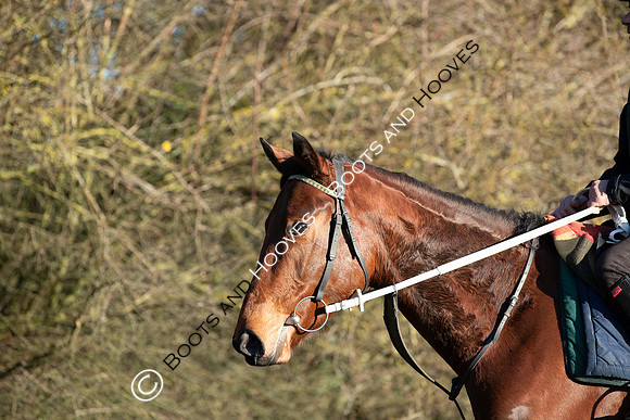 Newmarket Gallops