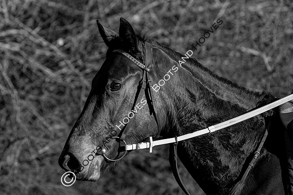 Newmarket Gallops
