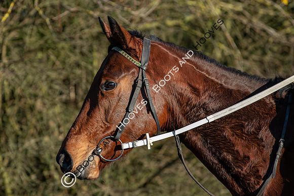 Newmarket Gallops