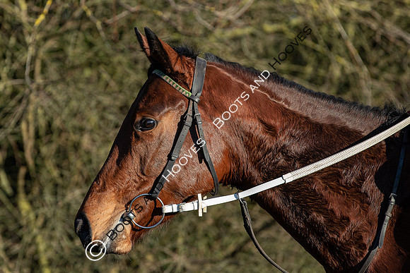 Newmarket Gallops