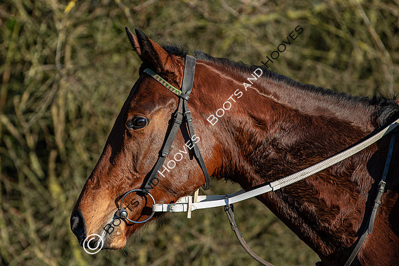 Newmarket Gallops