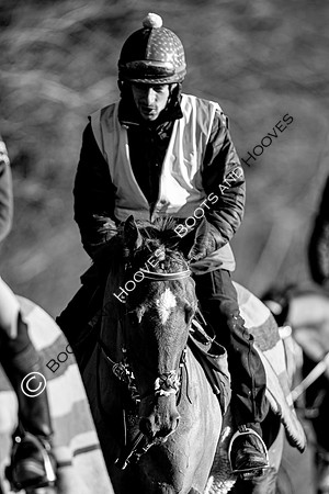 Newmarket Gallops
