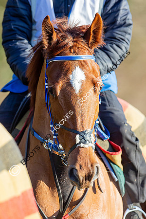 Newmarket Gallops