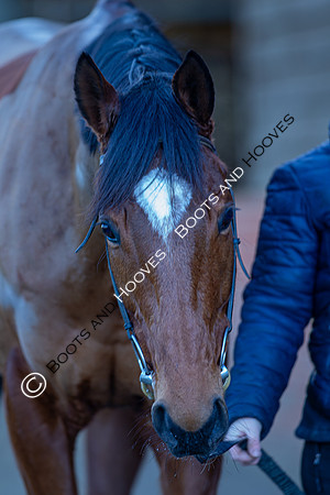 Newmarket Gallops