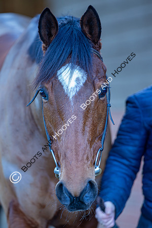 Newmarket Gallops