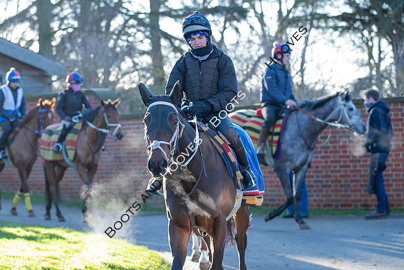 Newmarket Gallops