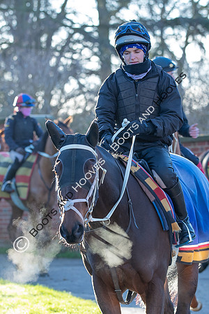 Newmarket Gallops