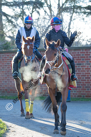 Newmarket Gallops