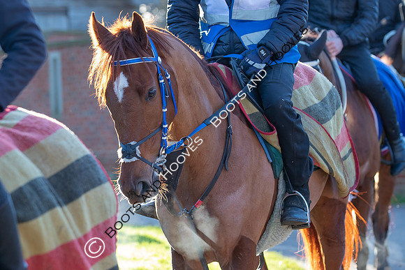 Newmarket Gallops