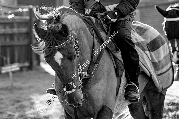 Newmarket Gallops